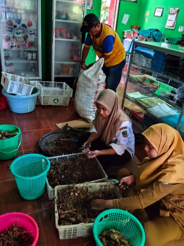 Panen TOGA Taman Agro Spengaba, Wujud Kolaborasi dan Cinta Lingkungan di SMPN 3 Banyuwangi